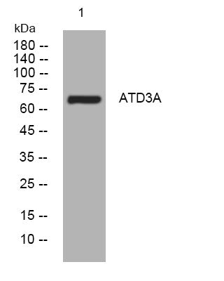 Anti-ATAD3A antibody (433-483 aa) (STJ194979) – Figure 1 of 1