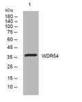 Anti-WDR54 antibody (99-149 aa) (STJ195002) – Figure 1 of 1