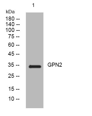 Anti-GPN2 antibody (146-196 aa) (STJ195006) – Figure 1 of 1