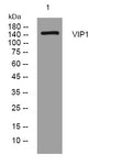 Anti-PPIP5K1 antibody (1350-1400 aa) (STJ195015) – Figure 1 of 1