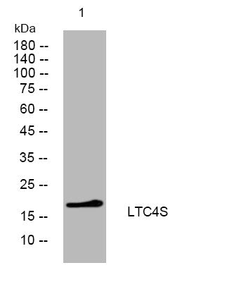 Anti-LTC4S antibody (29-79 aa) (STJ195026) – Figure 1 of 1