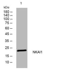 Anti-NKAIN1 antibody (124-174 aa) (STJ195083) – Figure 1 of 1