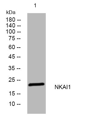 Anti-NKAIN1 antibody (124-174 aa) (STJ195083) – Figure 1 of 1