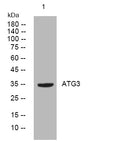 Anti-ATG3 antibody (28-78 aa) (STJ195122) – Figure 1 of 1