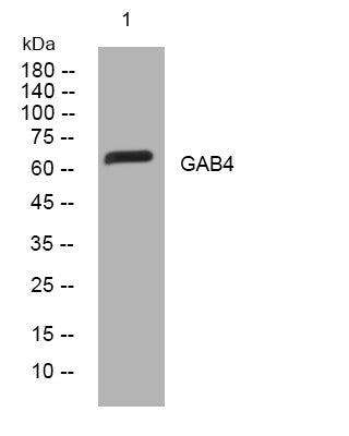 Anti-GAB4 antibody (331-381 aa) (STJ195128) – Figure 1 of 1