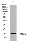 Anti-TMEM242 antibody (53-103 aa) (STJ195130) – Figure 1 of 1