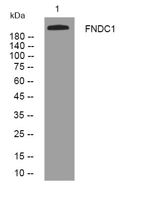 Anti-FNDC1 antibody (988-1038 aa) (STJ195139) – Figure 1 of 1