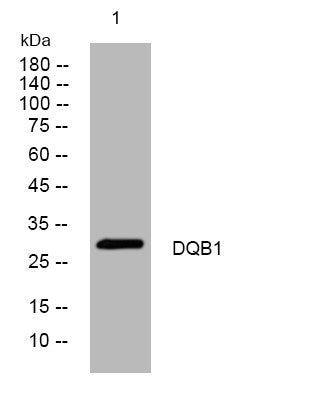 Anti-HLA-DQB1 antibody (54-104 aa) (STJ195144) – Figure 1 of 1