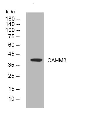 Anti-CALHM3 antibody (191-241 aa) (STJ195195) – Figure 1 of 1