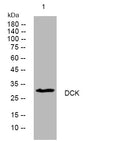 Anti-DCK antibody (62-112 aa) (STJ195209) – Figure 1 of 1