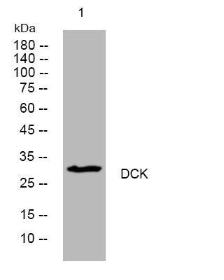 Anti-DCK antibody (62-112 aa) (STJ195209) – Figure 1 of 1