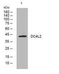Anti-DCAF4L2 antibody (278-328 aa) (STJ195213) – Figure 1 of 1
