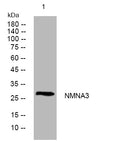 Anti-NMNAT3 antibody (97-147 aa) (STJ195241) – Figure 1 of 1