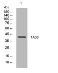 Anti-HLA-A antibody (150-200 aa) (STJ195247) – Figure 1 of 1