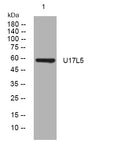 Anti-USP17L5 antibody (308-358 aa) (STJ195251) – Figure 1 of 1