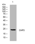 Anti-TESC antibody (20-70 aa) (STJ195252) – Figure 1 of 1