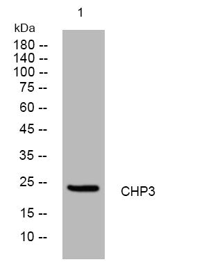 Anti-TESC antibody (20-70 aa) (STJ195252) – Figure 1 of 1
