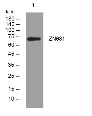 Anti-ZNF681 antibody (178-228 aa) (STJ195261) – Figure 1 of 1