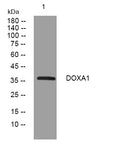 Anti-DUOXA1 antibody (24-74 aa) (STJ195267) – Figure 1 of 1