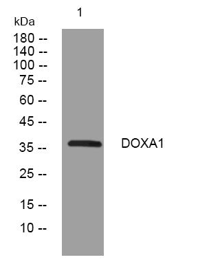 Anti-DUOXA1 antibody (24-74 aa) (STJ195267) – Figure 1 of 1