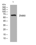 Anti-ZNF860 antibody (393-443 aa) (STJ195424) – Figure 1 of 1