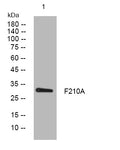 Anti-FAM210A antibody (176-226 aa) (STJ195437) – Figure 1 of 1