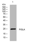 Anti-FIGLA antibody (103-153 aa) (STJ195443) – Figure 1 of 1