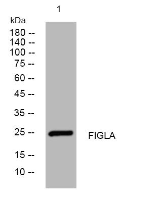 Anti-FIGLA antibody (103-153 aa) (STJ195443) – Figure 1 of 1