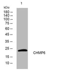 Anti-CHMP6 antibody (87-137 aa) (STJ195445) – Figure 1 of 1