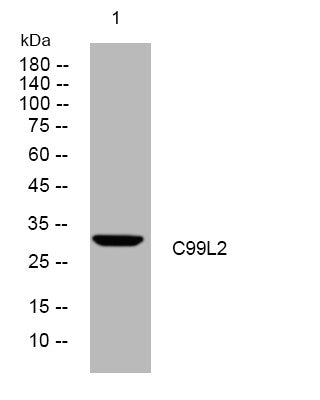 Anti-CD99L2 antibody (204-254 aa) (STJ195459) – Figure 1 of 1