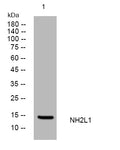 Anti-SNU13 antibody (33-83 aa) (STJ195482) – Figure 1 of 1