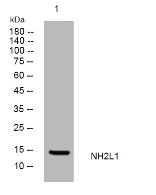 Anti-SNU13 antibody (33-83 aa) (STJ195482) – Figure 1 of 1