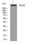 Anti-FLG2 antibody (402-452 aa) (STJ195486) – Figure 1 of 1