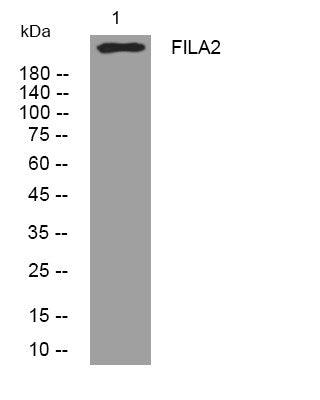 Anti-FLG2 antibody (402-452 aa) (STJ195486) – Figure 1 of 1