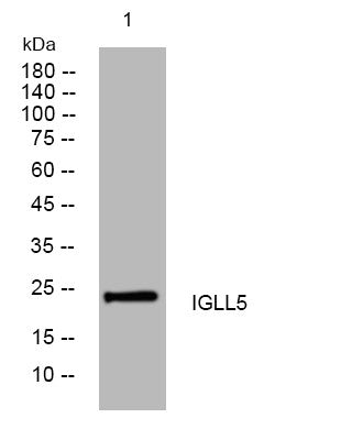 Anti-IGLL5 antibody (50-100 aa) (STJ195518) – Figure 1 of 1