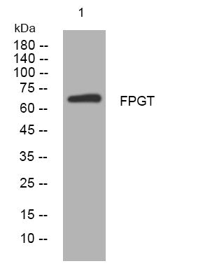 Anti-FPGT antibody (497-547 aa) (STJ195520) – Figure 1 of 1