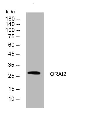 Anti-ORAI2 antibody (39-89 aa) (STJ195544) – Figure 1 of 1