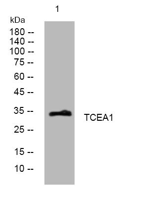 Anti-TCEA1 antibody (50-100 aa) (STJ195549) – Figure 1 of 1