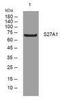 Anti-SLC27A1 antibody (115-165 aa) (STJ195582) – Figure 1 of 1