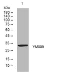 Anti-METTL21EP antibody (174-224 aa) (STJ195595) – Figure 1 of 1