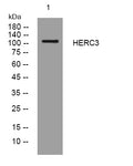 Anti-HERC3 antibody (985-1035 aa) (STJ195602) – Figure 1 of 1