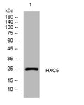 Anti-HOXC5 antibody (106-156 aa) (STJ195604) – Figure 1 of 1