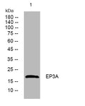 Anti-EDDM3A antibody (1-51 aa) (STJ195624) – Figure 1 of 1