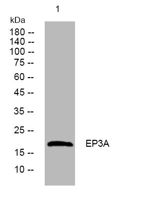 Anti-EDDM3A antibody (1-51 aa) (STJ195624) – Figure 1 of 1