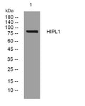 Anti-HHIPL1 antibody (730-780 aa) (STJ195628) – Figure 1 of 1