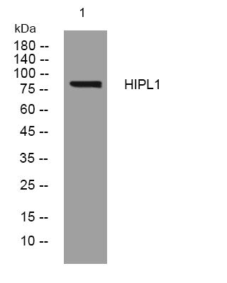 Anti-HHIPL1 antibody (730-780 aa) (STJ195628) – Figure 1 of 1