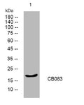 Anti-C2orf83 antibody (56-106 aa) (STJ195640) – Figure 1 of 1