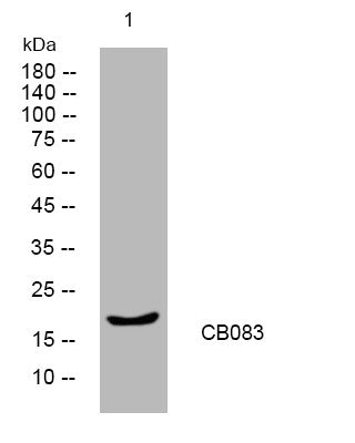 Anti-C2orf83 antibody (56-106 aa) (STJ195640) – Figure 1 of 1
