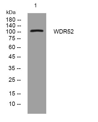 Anti-CFAP44 antibody (492-542 aa) (STJ195649) – Figure 1 of 1