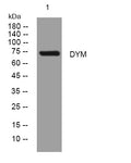 Anti-DYM antibody (30-80 aa) (STJ195657) – Figure 1 of 1